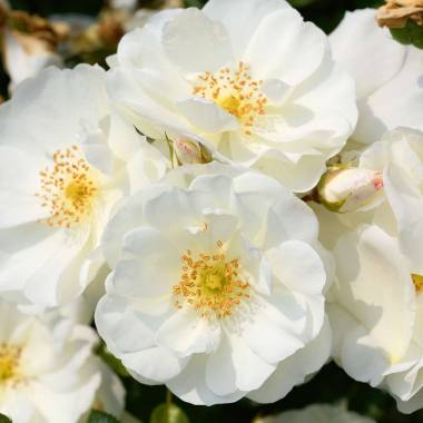 Bodendeckerrose 'Flower Carpet Schneeflocke' ADR