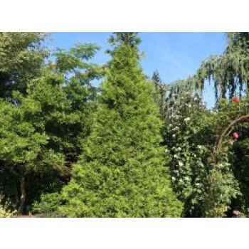 Immergrüne Heckenpflanze & Goldspitzen Lebensbaum 'Aurescens', 80-100