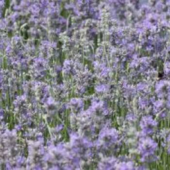 Lavendel 'Cedar Blue', Lavandula angustifolia
