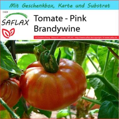 SAFLAX Geschenkset Tomate Pink Brandywine