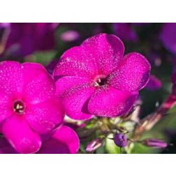 Blumen für Garten & Hohe Flammenblume 'Raving Beauty', Phlox paniculata