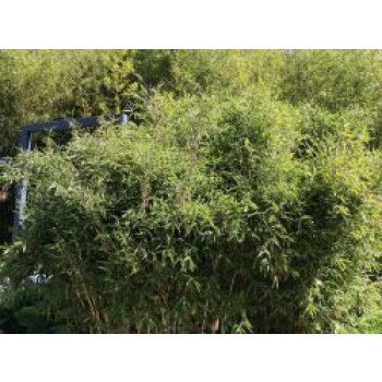 Schnell Wachsende Heckenpflanzen & Bambus / Chinarohrgras / Muriel Schirmbambus