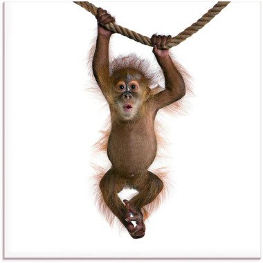 Artland Glasbild »Baby Sumatra Orang Utan