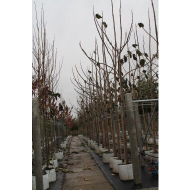 Blauglockenbaum - Kiribaum - Kaiserbaum | Paulownia tomentosa