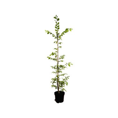 Buchenhecke Umpflanzen & Carpinus betulus C 5 125- 150
