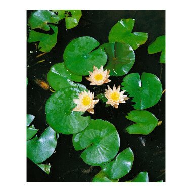 Nymphaea x cult.'Walter Pagels' P 1