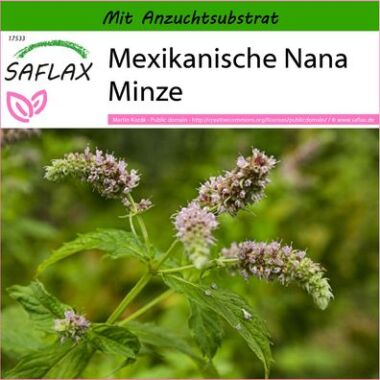 SAFLAX Mexikanische Nana-Minze 500 Samen