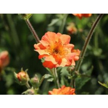 Einheimische Wasserpflanzen & Nelkenwurz 'Totally Tangerine', Geum coccineum