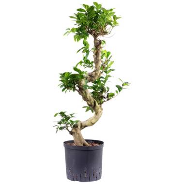 flowerbox Bonsai-Feige Ficus Microcarpa »Compacta«, Hydrokultur, Topf-Ø: 22 cm -