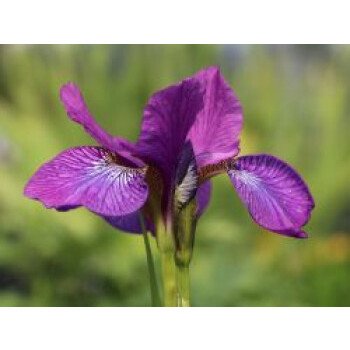 Schwertlilien Pflanzen & Bartlose Schwertlilie 'Sparkling Rose', Iris sibirica