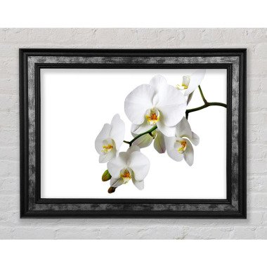 Weiße Orchidee Schönheit Einzelner Bilderrahmen
