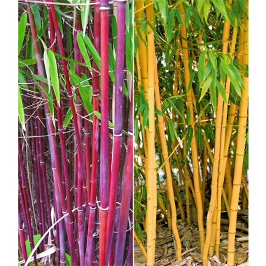 Bambus-Raritäten Kollektion