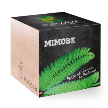 Feel Green Blumenerde Ecocube Mimose von