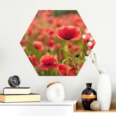 Hexagon-Alu-Dibond Bild Blumen Mohnfeld im Sonnenlicht