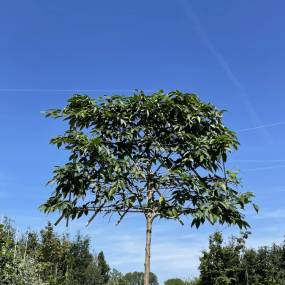 Japanische Hainbuche Spalierbaum | Carpinus japonica