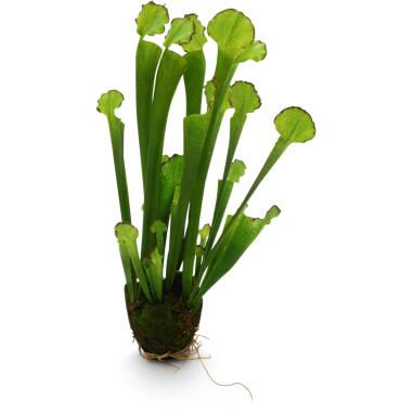 Kobralilie Darlingtonia Kunstpflanze, 55 cm