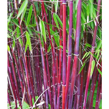 Kübelpflanzen Immergrün & Roter Bambus 'Chinese Wonder'