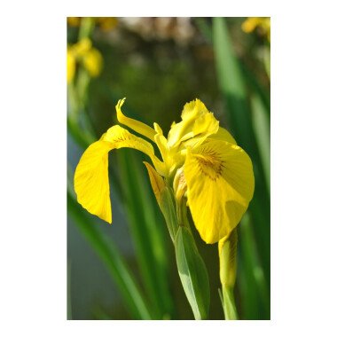 Schwertlilien & Iris pseudacorus
