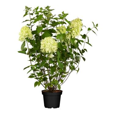 Hydrangea paniculata 'Limelight'  -S- 100- 125 cm