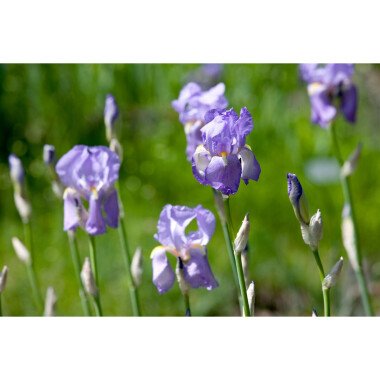 Iris pallida ssp.dalmatica