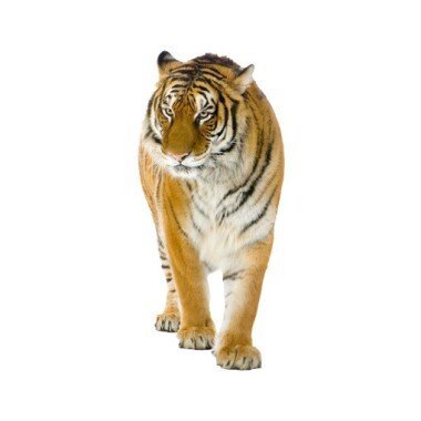 Wandtattoo Tiere No.128 Indischer Tiger