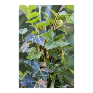 Heckenpflanzen Immergrün & Hedera helix hibernica 2L 40- 60