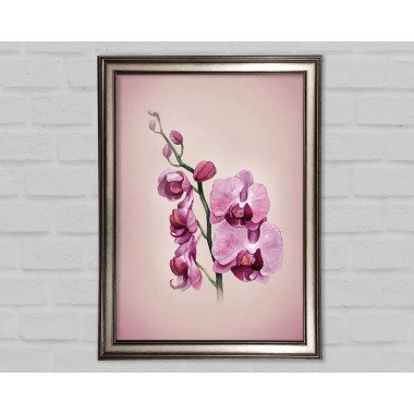 Rosa Orchidee Einzelner Bilderrahmen Kunstdrucke