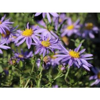 Sommeraster 'Dr. Otto Petscheck', Aster amellus 'Dr. Otto Petscheck', Topfware