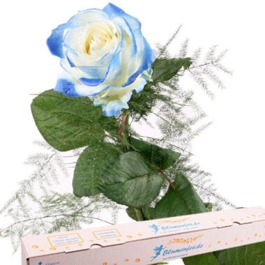 Blume aus Liebe & Blaue Premium Rose mit Spezial-Geschenkbox