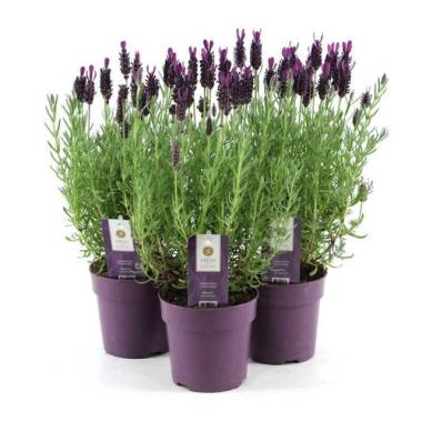 Gartenkrone Lavendel, Lavandula stoechas