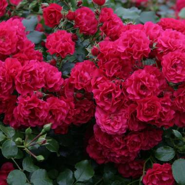 Bodendeckerrose 'Gärtnerfreude' ADR-Rose