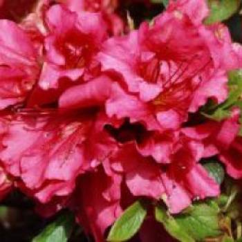 Japanische Azalee Bloom Champion (Rot), 25-30