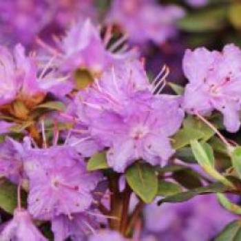 Rhododendron 'Ramapo', 25-30 cm, Rhododendron