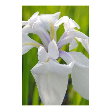 Schwertlilien Pflanzen & Iris laevigata 'Snowdrift'