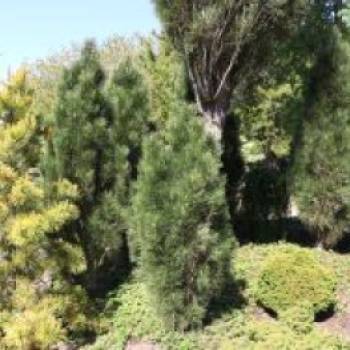 Schwarzkiefer 'Green Tower', 40-60 cm, Pinus nigra 'Green Tower', Containerware