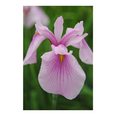 Schwertlilien Pflanzen & Iris laevigata 'Rose Queen'