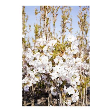 Prunus serrulata 'Amanogawa' 12 cm Topf - Grüße nach Saison