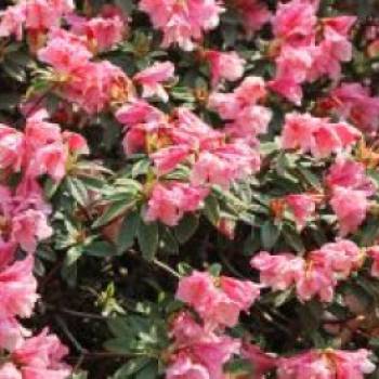 Rhododendron 'Wee Bee', 20-25 cm, Rhododendron
