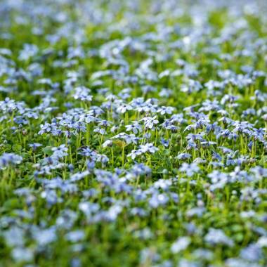Bodendecker-Set Blaue Bienenweide, 16 Pflanzen