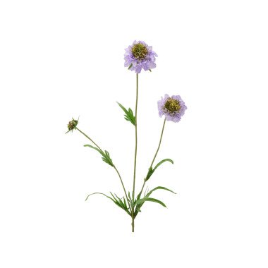 Scabiosa Lavendel H: 65 cm