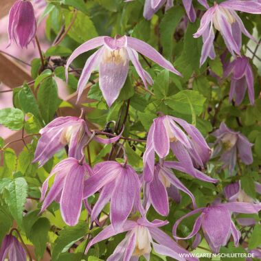 Clematis 'Rosy O' Grady'