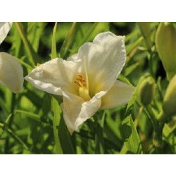 Stevia Pflanze Kaufen & Taglilie 'Gentle Shepherd', Hemerocallis x cultorum