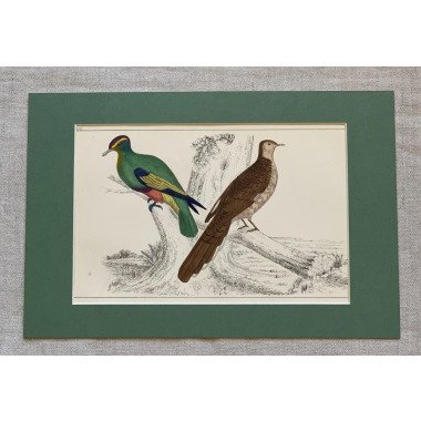 1850 Original Antike Handgefärbte Tauben