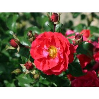 Bodendecker Winterhart Immergrün & Bodendecker-Rose Flower Carpet 'Heidefeuer'