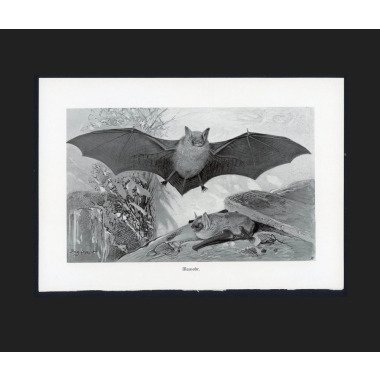 Ca. 1900 Antike Fledermaus Lithografie Original