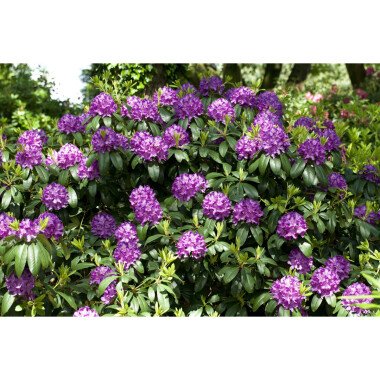 Rhododendron-Hybride 'Catawbiense Grandiflorum' mB 50- 60