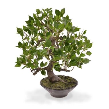Bonsaischale & Künstlicher Ficus Wiandi Bonsai 45 cm in Schale