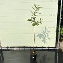 Castanea Sativa Kastanienbaum 150 cm