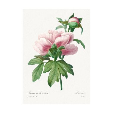 Wilde Blumen Rosa Pfingstrose | Poster Wandkunst