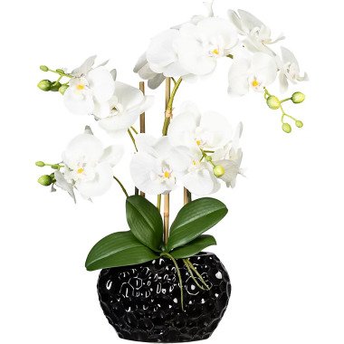 Phalaenopsis, Keramikvase schwarz, Höhe 550